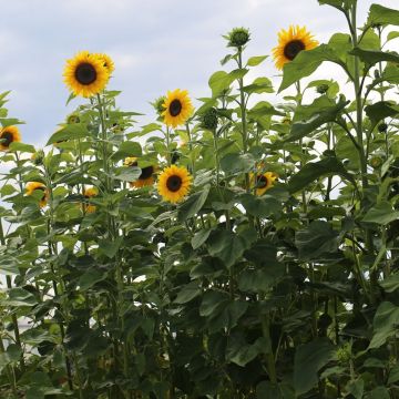 Sonnenblume Giant (Samen) - Helianthus