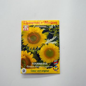 Gemeine Sonnenblume F1 Green Heart - Helianthus