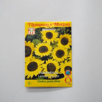 Gemeine Sonnenblume Lemon Queen - Helianthus