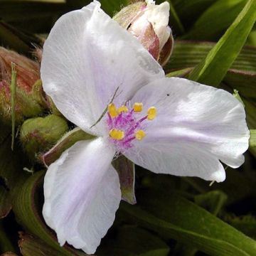 Tradescantia andersoniana Domaine de Courson - Dreimasterblume