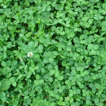 Weiß-Klee nain - Trifolium repens