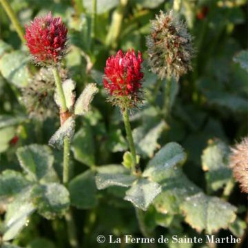 Inkarnat-Klee - Ferme de Sainte Marthe - Trifolium incarnatum