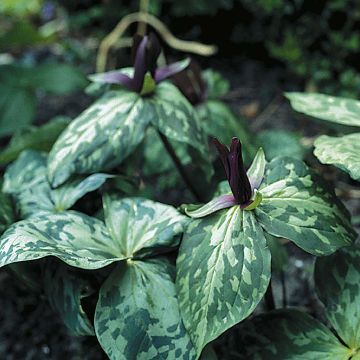 Trillium cuneatum - Dreiblatt