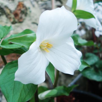 Trillium grandiflorum - Dreiblatt