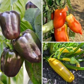 Dreierpack produktiver Terrassengarten mit Tomate, veredelter Garten-Kürbis und Paprika