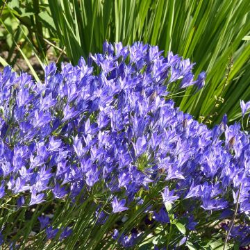 Triteleia laxa - Blaue Triteleie