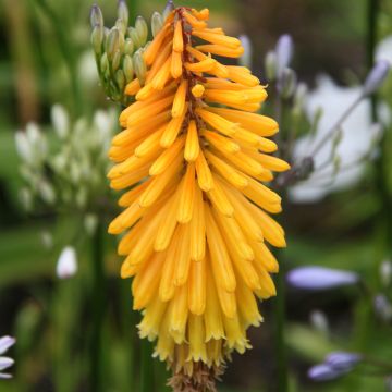 Fackellilie Mango Popsicle - Kniphofia