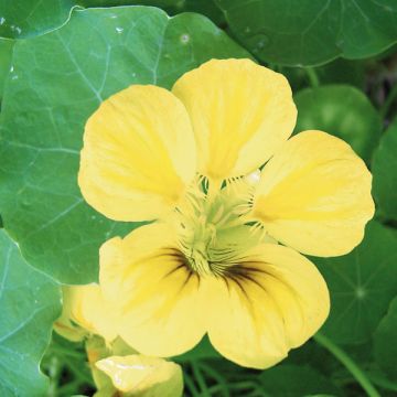 Capucine, Tropaeolum ciliatum