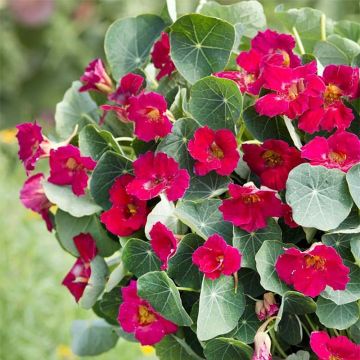 Tropaeolum minus Baby Rose - Kleine Kapuzinerkresse