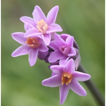 Tulbaghia Himba - Tulbaghie hybride 