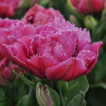 Gefranste Tulpe Match Point