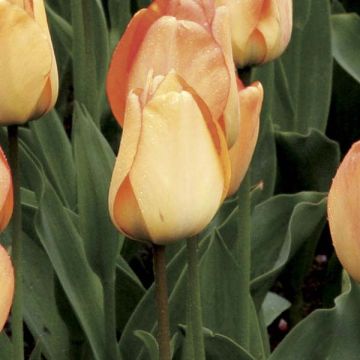 Darwin-Hybrid-Tulpe Daydream