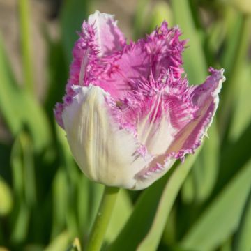 Gefranste Tulpe Eye Lash