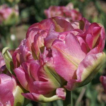 Späte Gefüllte Tulpe Double Groenland