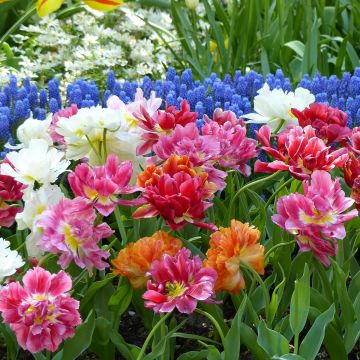 Frühe Gefüllte Tulpe Mix