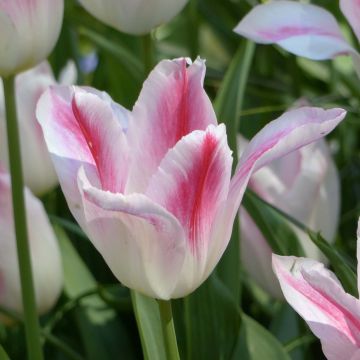 Lilienblütige Tulpe Holland Chic