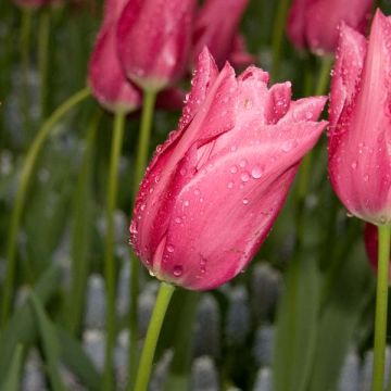 Lilienblütige Tulpe Maytime