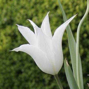 Lilienblütige Tulpe Sapporo