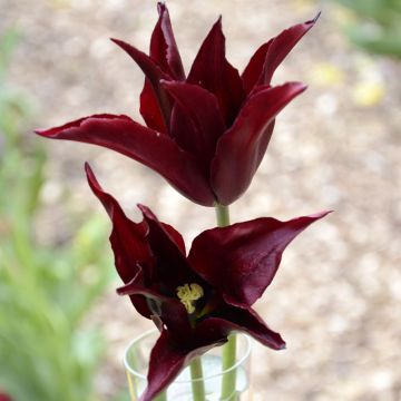 Lilienblütige Tulpe Sarah Raven