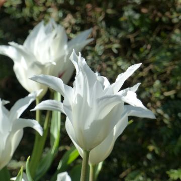 Lilienblütige Tulpe Très Chic