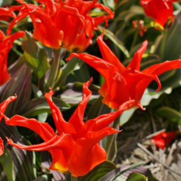 Tulipa fosteriana Rigas Barikades