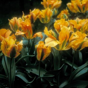 Viridiflora-Tulpe Golden Artist