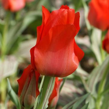 Tulipa greigii Petit Chaperon Rouge