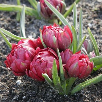 Tulipa humilis subsp. pulchella Tête à Tête - Niedrige Tulpe