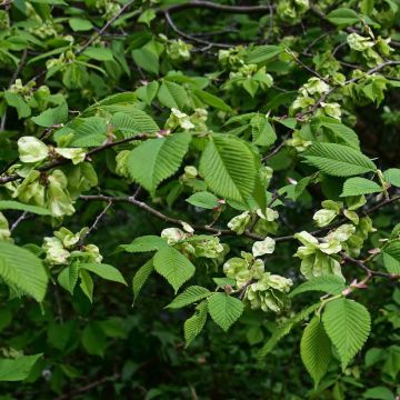 Berg-Ulme - Ulmus glabra