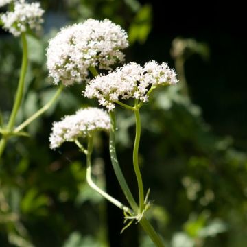 Echter Baldrian - Valeriana officinalis