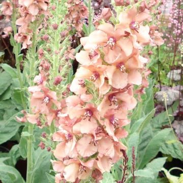 Verbascum Jackie - Königskerze