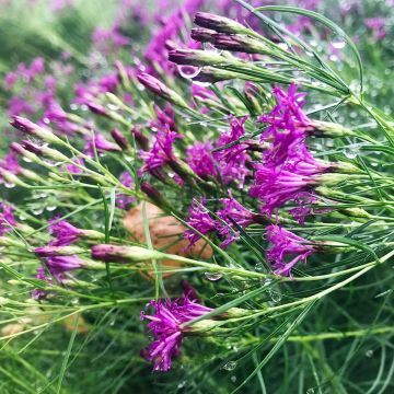 Vernonia lettermannii - Lettermanns Scheinaster