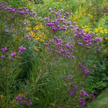 Vernonia lettermannii - Lettermanns Scheinaster