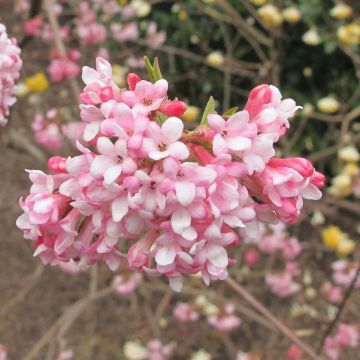 Bodnant-Winterschneeball Dawn - Viburnum bodnantense