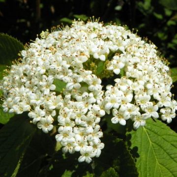 Wolliger Schneeball - Viburnum lantana