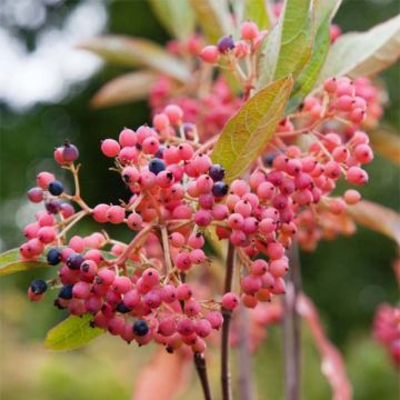 Schneeball Pink Beauty - Viburnum nudum