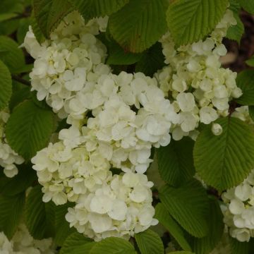 Japanischer Schneeball Popcorn - Viburnum plicatum