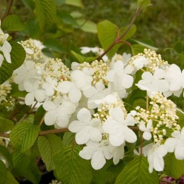 Viorne - Viburnum plicatum Summer Snow Flake