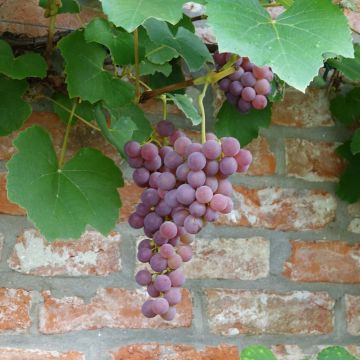 Weinrebe Fragola Nera - Vitis labrusca x vinifera