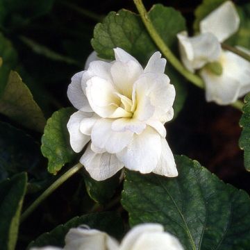 Viola odorata Reine Des Blanches - März-Veilchen