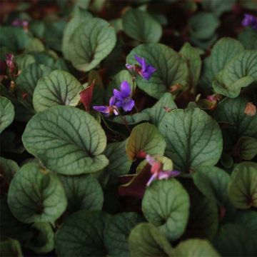 Viola walteri Silver Gem - Veilchen