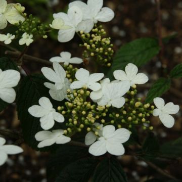 Japanischer Schneeball Watanabe - Viburnum plicatum