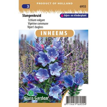 Echium vulgare (Samen) - Gemeiner Natternkopf