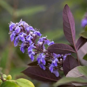 Vitex agnus-castus Flip Side - Keuschbaum