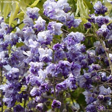 Wisteria venusta Grande Diva Cecilia - Blauregen