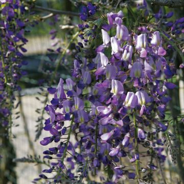 Glycine du Japon - Wisteria floribunda Domino ou Issai