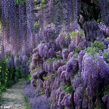 Glycine de Chine - Wisteria sinensis