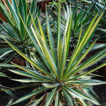 Yucca recurvifolia Bright Star - Palmlilie