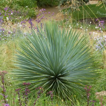 Yucca rostrata - Schnabel-Palmlilie