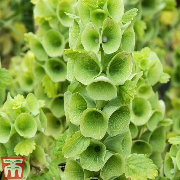 Moluccella laevis Bells of Ireland (Samen) - Muschelblume